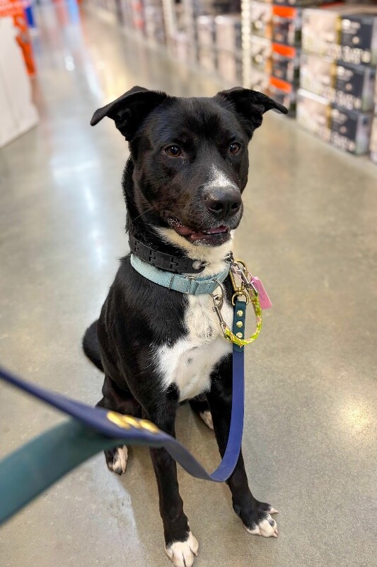 View Skyclad the Dog Photo #9