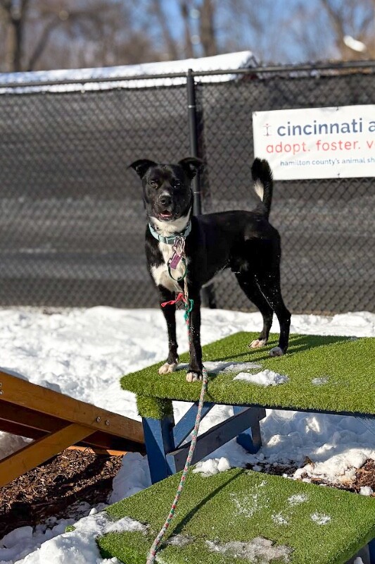 View Skyclad the Dog Photo #10