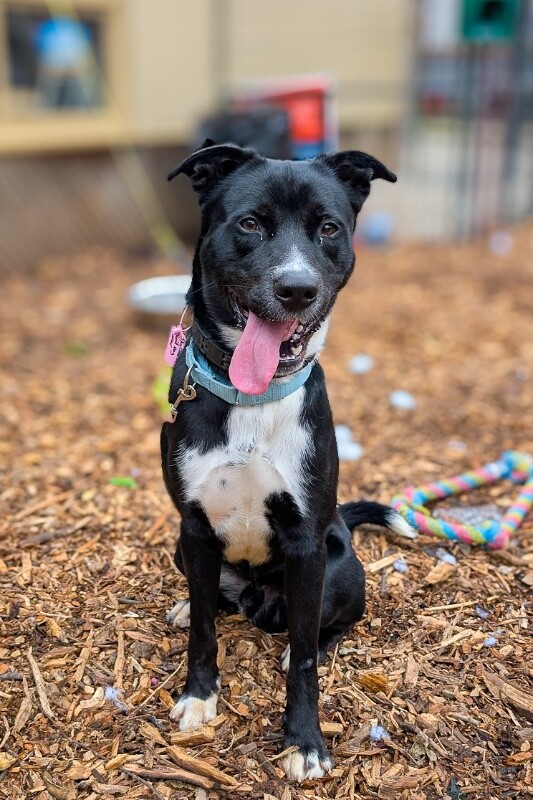 View Skyclad the Dog Photo #14