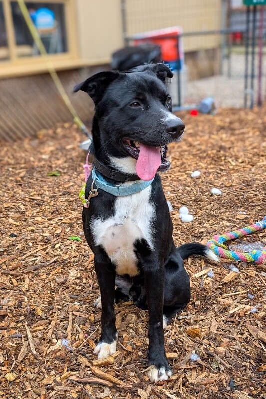 View Skyclad the Dog Photo #7