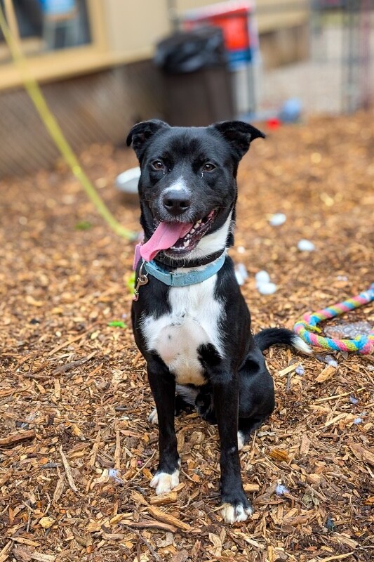 View Skyclad the Dog Photo #4