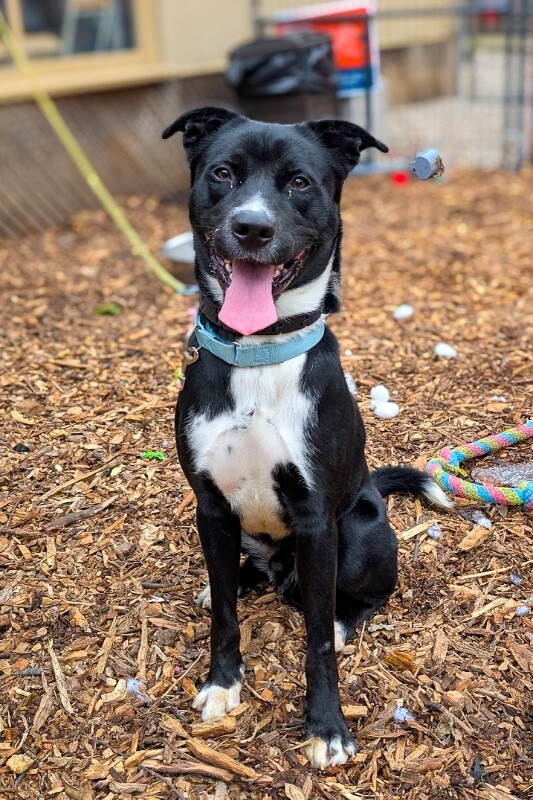 View Skyclad the Dog Photo #6