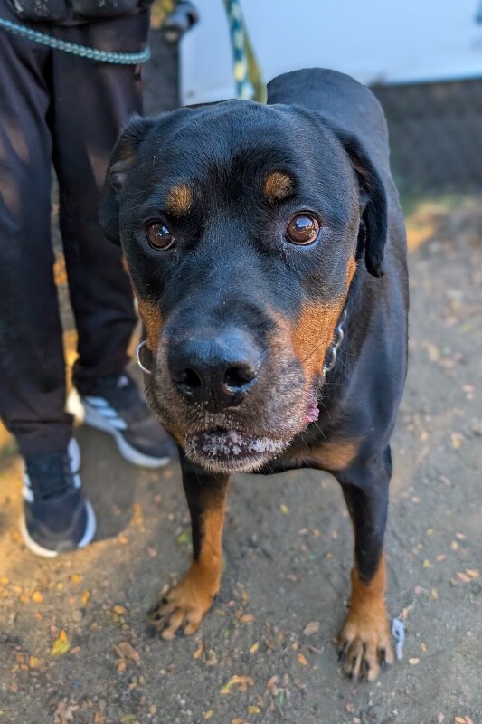 View Herbert the Dog Photo #6