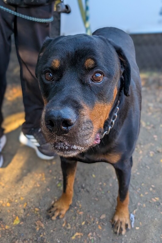 View Herbert the Dog Photo #4