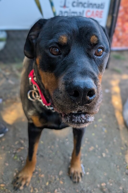 View Herbert the Dog Photo #5