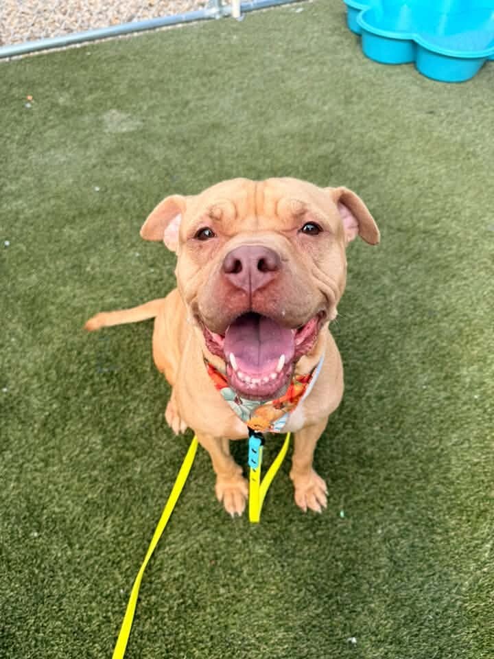 Learn More About Morgan Morgan - Dog