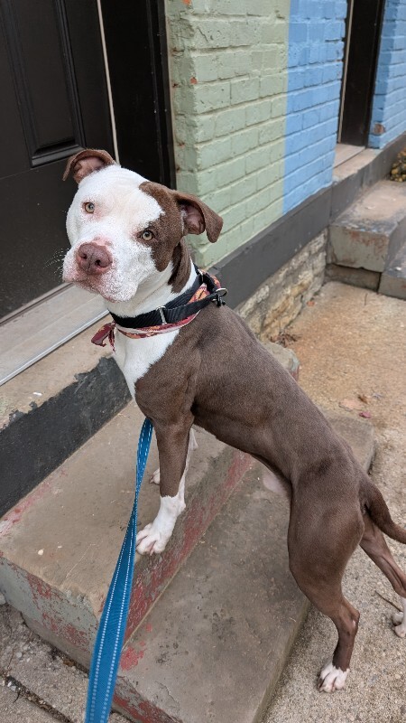 View DeeDog the Dog Photo #7