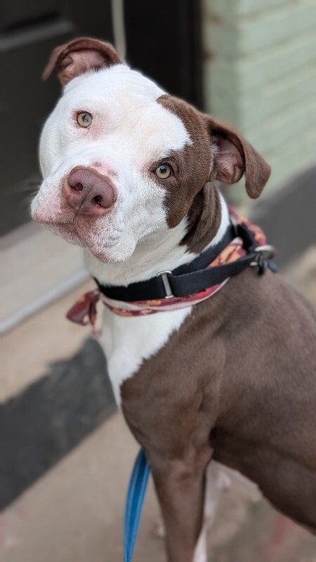 View DeeDog the Dog Photo #4