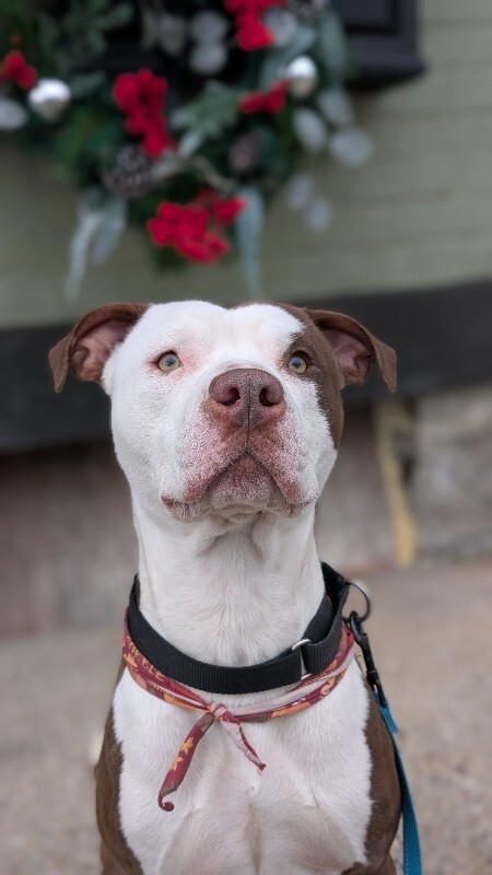 View DeeDog the Dog Photo #2