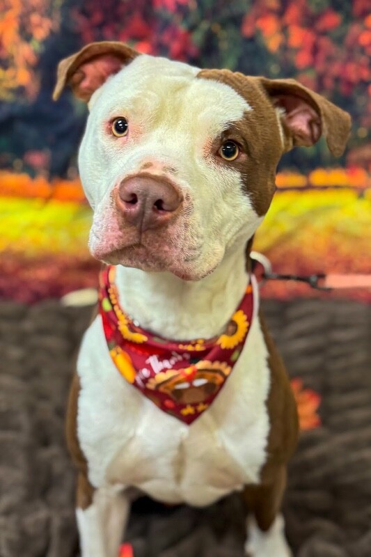 View DeeDog the Dog Photo #5