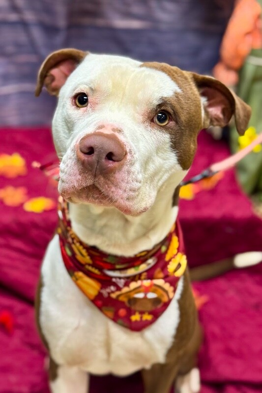 View DeeDog the Dog Photo #6