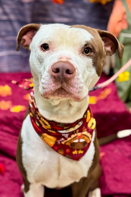 View DeeDog the Dog Photo #3