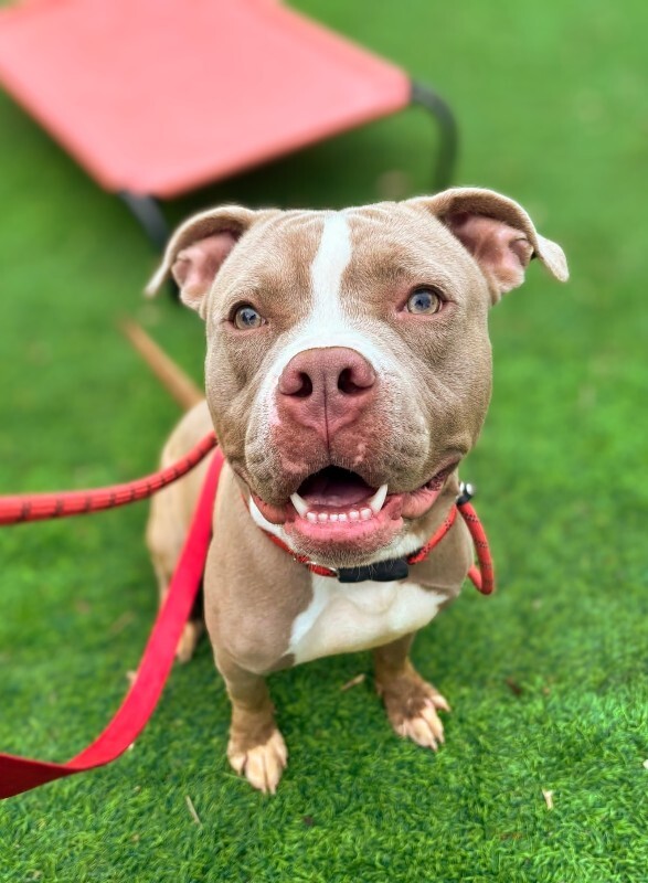 View Zenitsu the Dog Photo #2