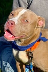 View Zenitsu the Dog Photo #11