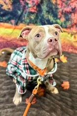 View Zenitsu the Dog Photo #7