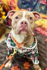 View Zenitsu the Dog Photo #4