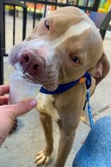 View Zenitsu the Dog Photo #8