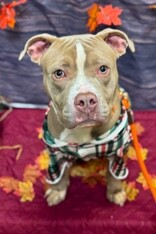 View Zenitsu the Dog Photo #6