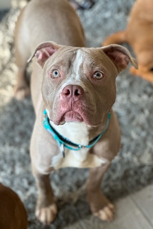 View Zenitsu the Dog Photo #5