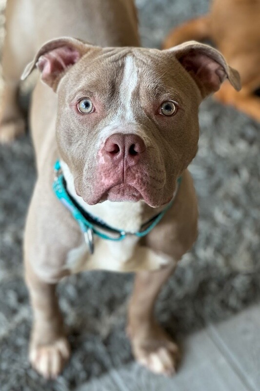 View Zenitsu the Dog Photo #16