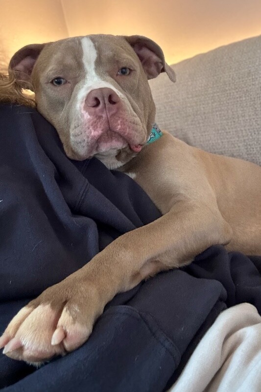 View Zenitsu the Dog Photo #15