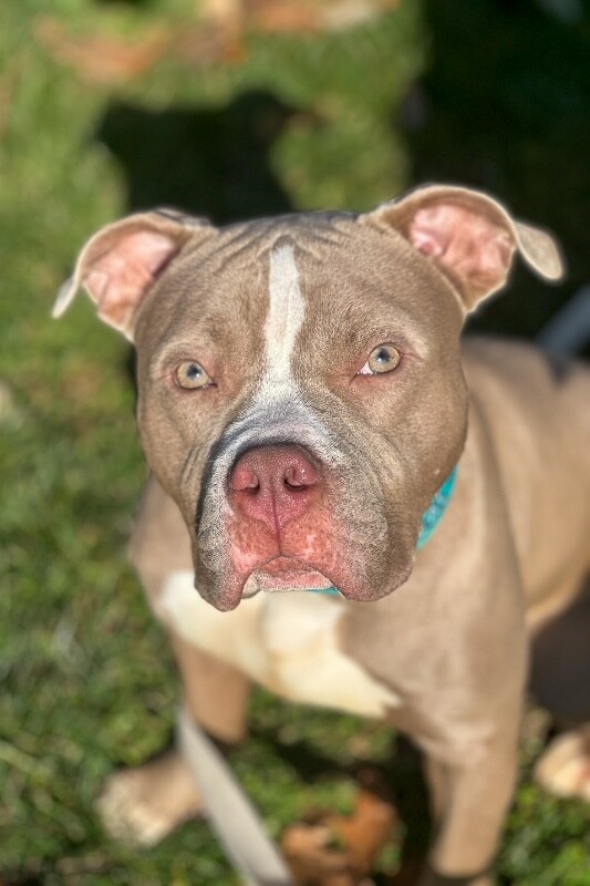 View Zenitsu the Dog Photo #14