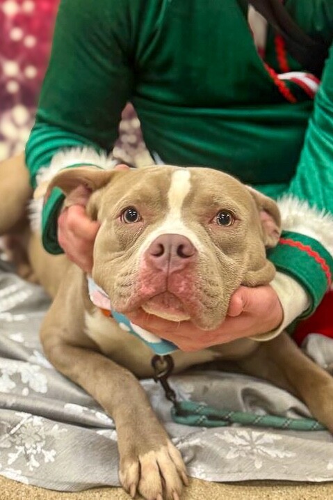 View Zenitsu the Dog Photo #3