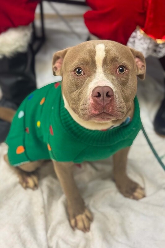 View Zenitsu the Dog Photo #12