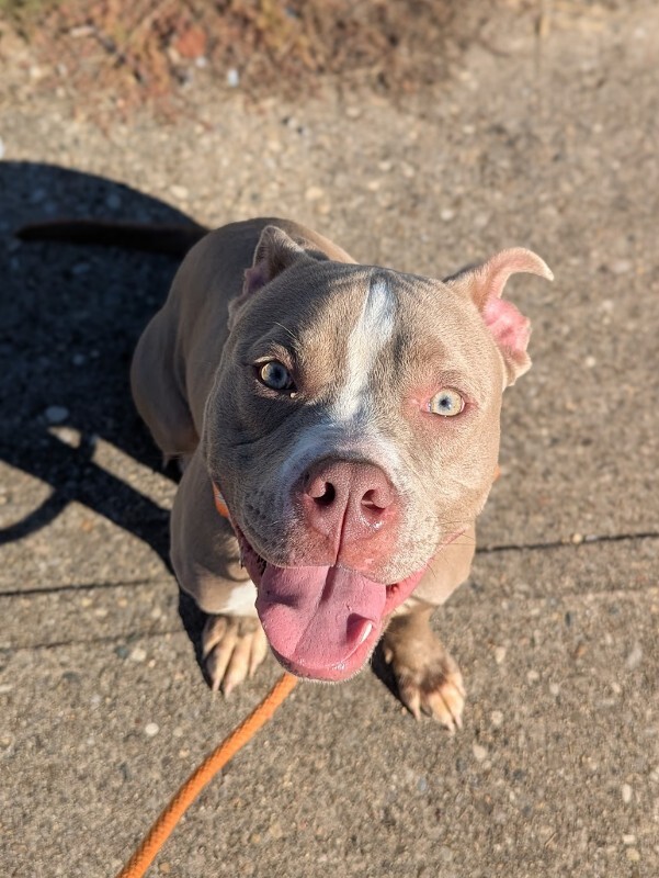 View Zenitsu the Dog Photo #10