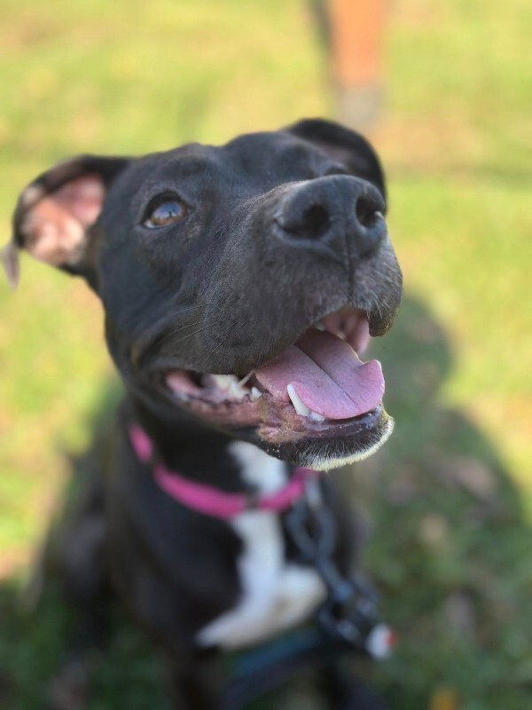 View Night Sky the Dog Photo #2