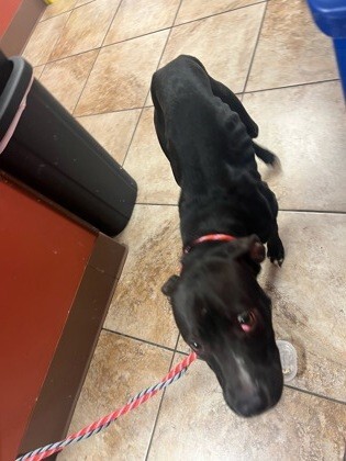 View Night Sky the Dog Photo #3