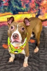 View Chapel the Dog Photo #3