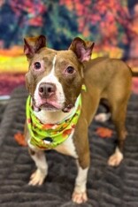 View Chapel the Dog Photo #2