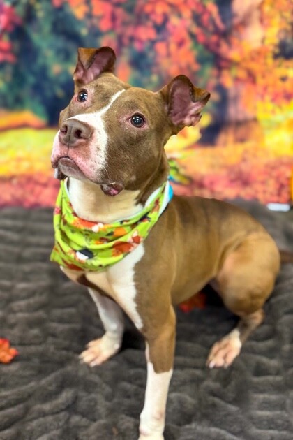 View Chapel the Dog Photo #4