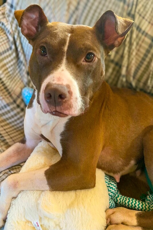 View Chapel the Dog Photo #5