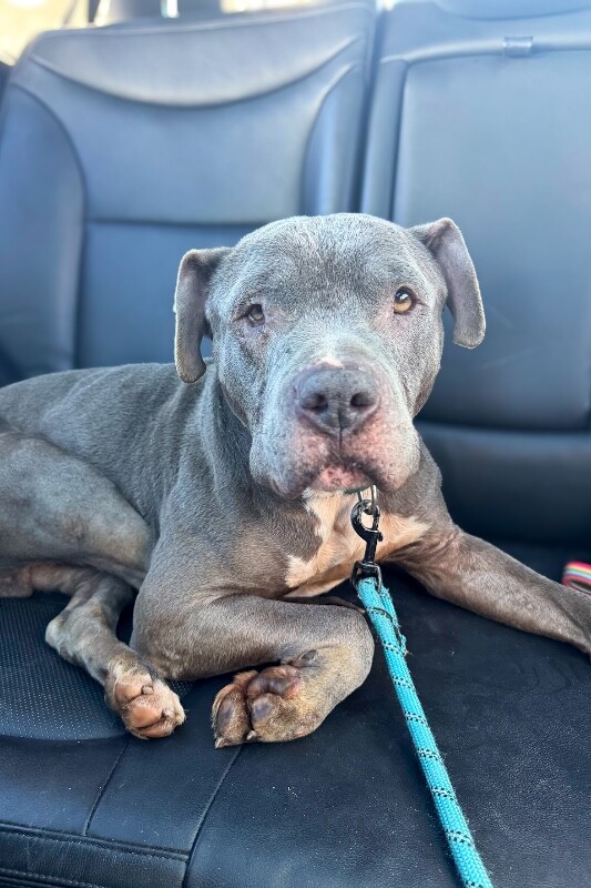 View Gerome the Dog Photo #6