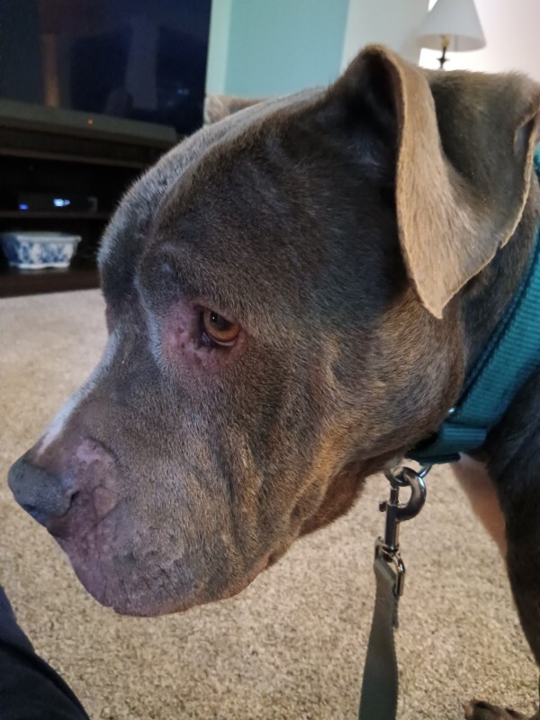 View Gerome the Dog Photo #11