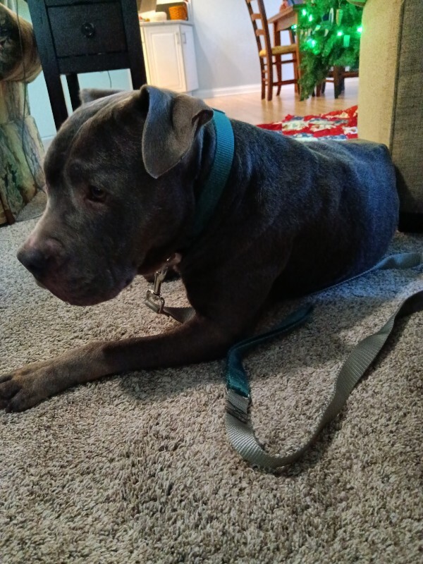 View Gerome the Dog Photo #3