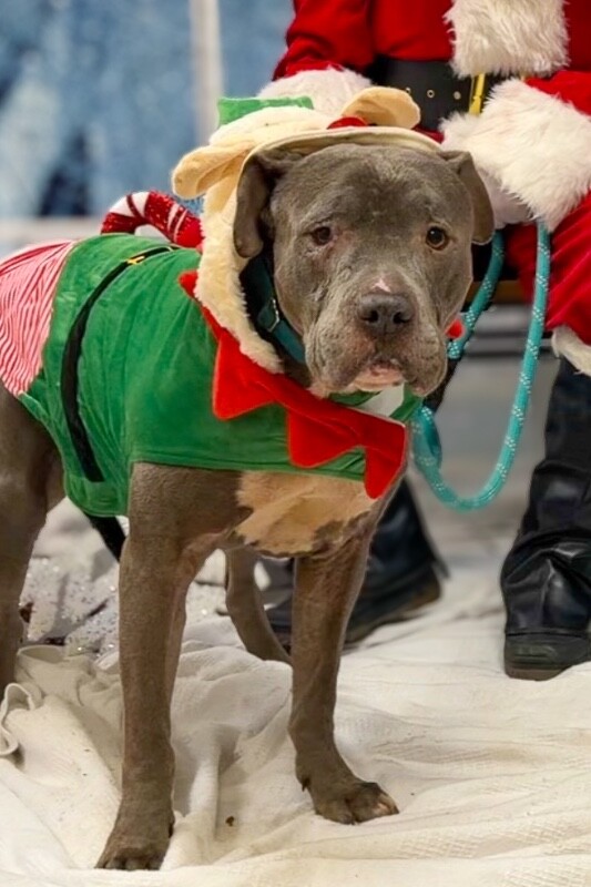 View Gerome the Dog Photo #2