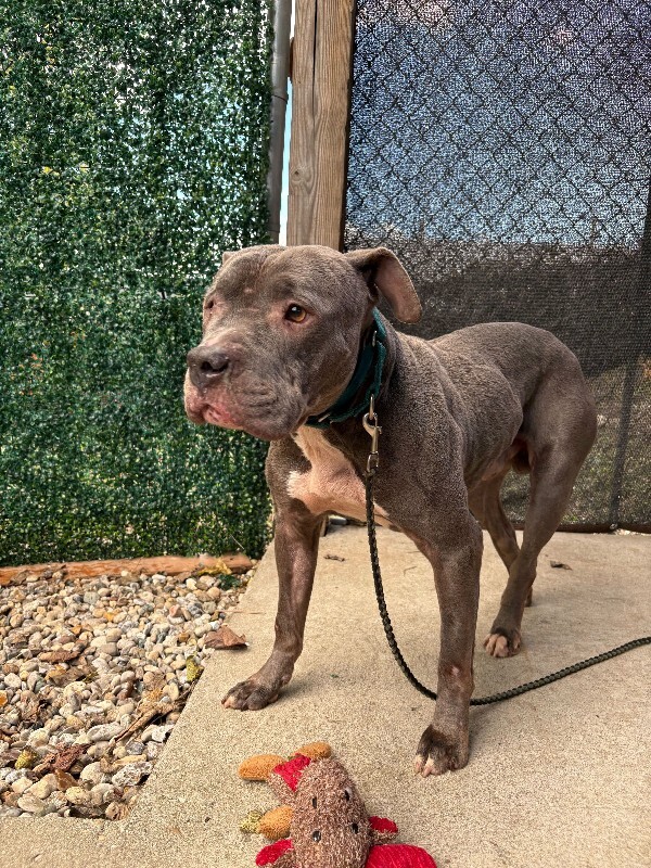 View Gerome the Dog Photo #7