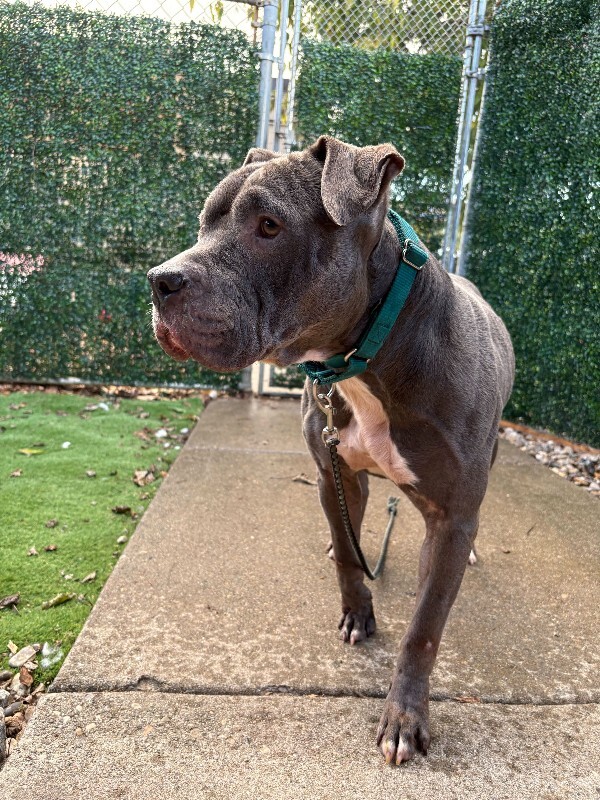 View Gerome the Dog Photo #9