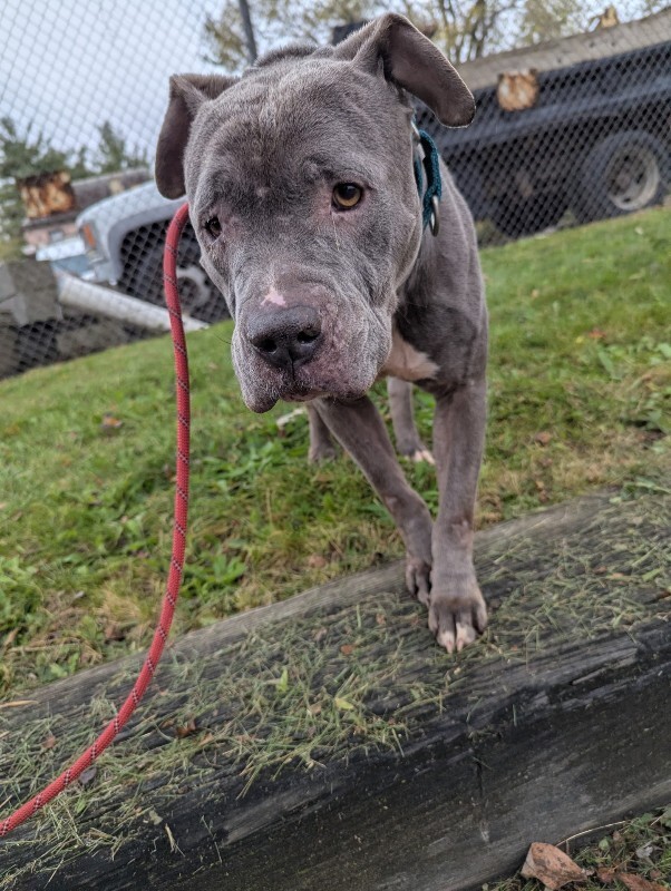 View Gerome the Dog Photo #10