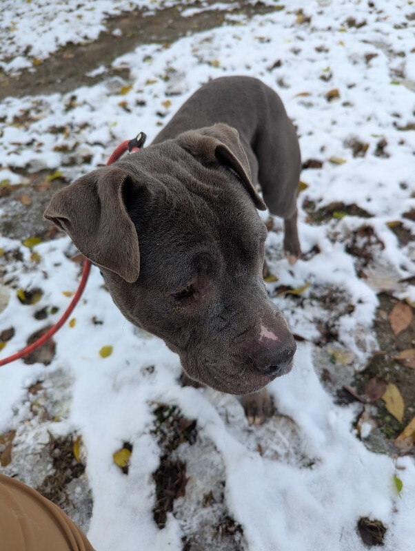 View Gerome the Dog Photo #8