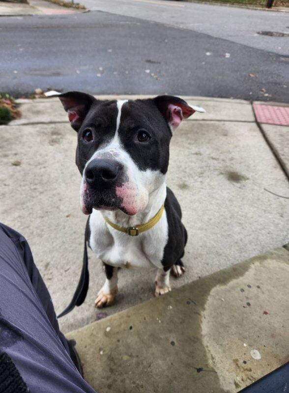 View Castlevania the Dog Photo #14