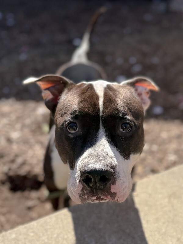 View Castlevania the Dog Photo #11