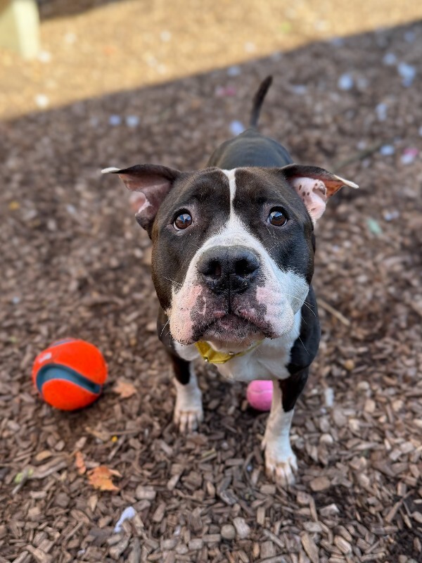 View Castlevania the Dog Photo #12