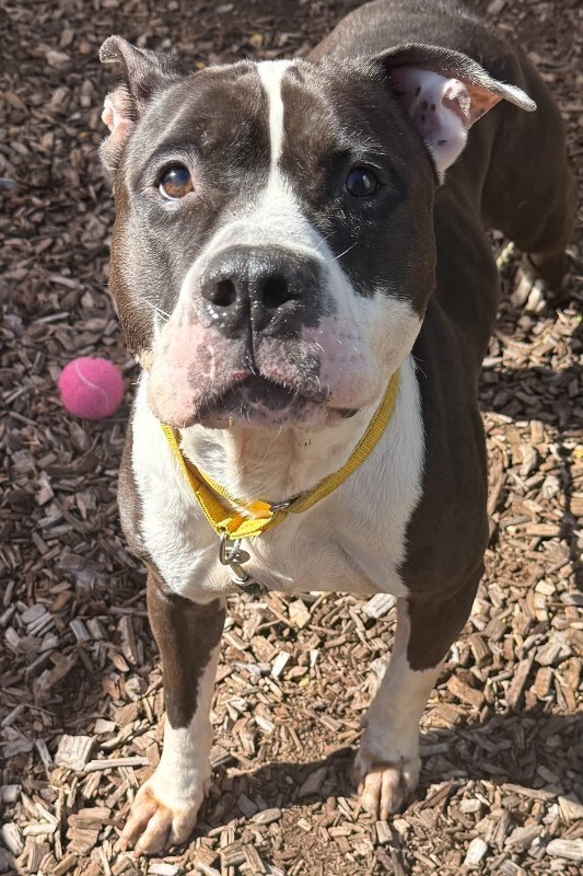 View Castlevania the Dog Photo #10