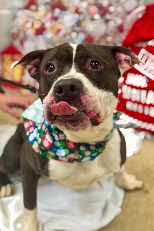 View Castlevania the Dog Photo #4