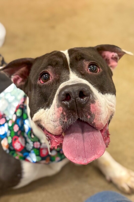 View Castlevania the Dog Photo #7