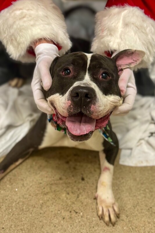 View Castlevania the Dog Photo #3